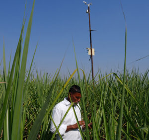 Man checks his mobile phone in a field of tall sugar canes with a weather vane behind him