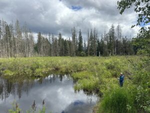 A scientist works among tall grasses on a cloudy day near a wetland on the edge of a forest.