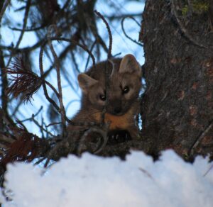 A small furry animal with pointed ears and dark eyes sits behind a tree trunk in a snowy forest setting, surrounded by pine branches.