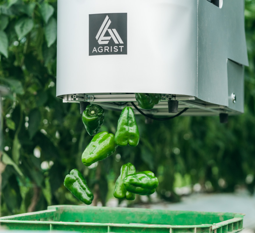 吊り下げ式ピーマン自動収穫ロボット「L」の収穫の様子