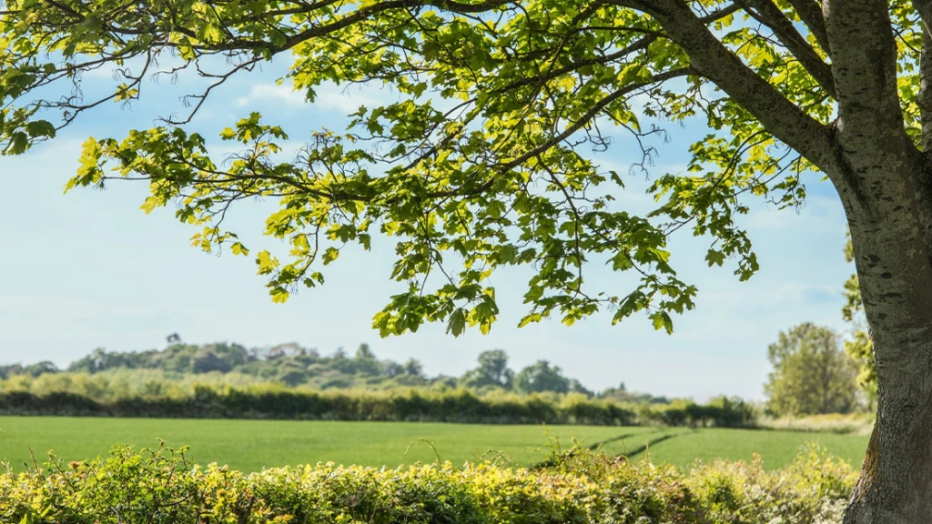 Foto einer grünen Wiese und eines Laubbaums im Vordergrund.