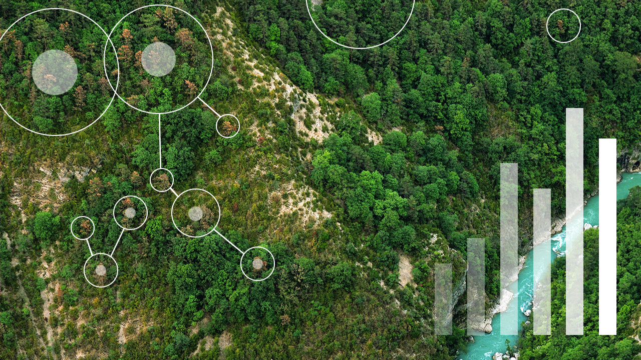 image of trees