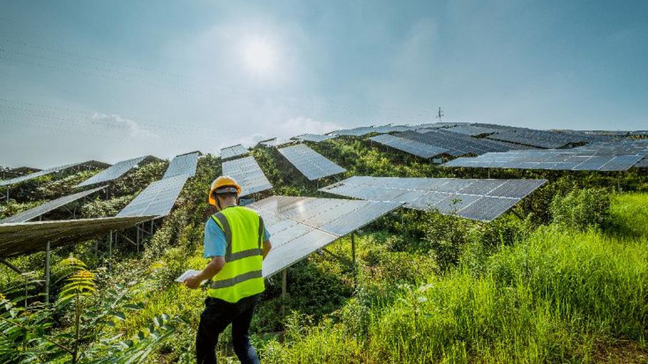Solar energy technician surveying photovoltaic panels in a grassy field.