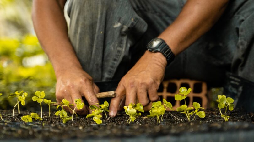 Closeup of farmers hands working with plants