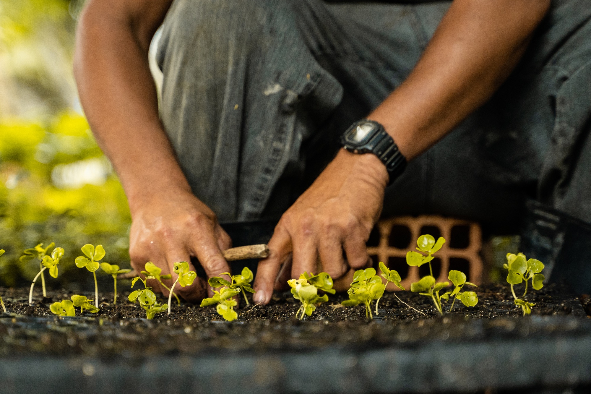 Closeup of farmers hands working with plants