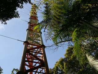 a group of palm trees on a sunny day