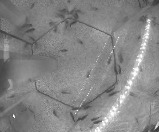 Food Futures cameras: Fish Tracking/Depth Analysis, Daily Yield Growth