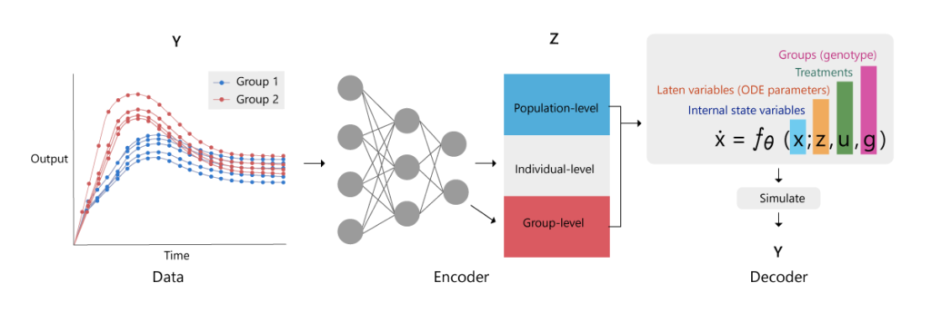 Figure 1: Structure of a variational autoencoder for hierarchical dynamical systems. The goal is to approximate the posterior distributions of the ordinary differential equation variables z, which include population-level (blue), individual-level (black) and group-level (pink) variables. An encoder neural network is trained to convert observational data Y, inputs u, and group memberships g into the variational approximations (parameters μ and σ) for each variable z_j. By decoding these parameters via the ordinary differential equation model, we obtain a reconstruction of the data, which provides an objective for learning.