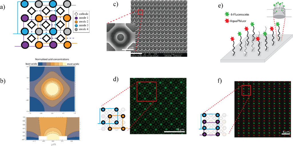 An overview of the chip and DNA synthesis process shows a schematic of electrical connections of the chip used. Part A shows a schematic of electrical connections on the chip, with four sets of anodes interconnected in a 4 by 4 grid in blue, gray, purple, and orange on a 2 by 2 grid. Rows of cathodes are interspersed between rows of anodes. Part B shows a plot of normalized acid concentrations from least acidic, away from anodes, to most acidic, closest to anodes. Part C shows a scanning-electron microscope image of the nanoscale electrode array, with an enlarged view of one electrode. Part D shows fluorescence on 2 sets of anodes indicating ability to control removal of blocking groups. A schematic of blue and orange set of anodes used to generate the fluorescent pattern are shown in an enlargement. Part E is a visualization of red and green fluorescent DNA strands alternating on an array. Part F shows a tighter configuration of separated red and green fluorescent bases, confirming they are placed correctly and that the synthesis process works without interference between spots. 