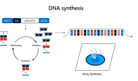 A diagram showing the end-to-end DNA data storage process. First, software encodes digital bits, ones and zeros, into an electronic representation of DNA sequences, represented by the letters G, C, A, and T. Then, the sequences are written into physical molecules using DNA synthesis and are preserved. A single chain of synthetic DNA is shown with G, C, A, and T, representing the DNA being preserved. Data stored in DNA molecules is retrieved using random access, and then sequenced to read the synthetic DNA. Software, then, decodes the information back into digital bits.