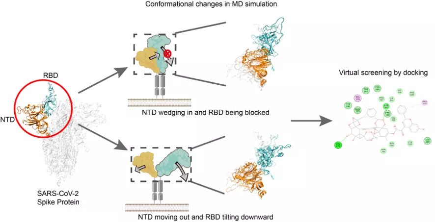 Schematic illustration of the regulatory function of NTD in the conformational change of the S protein of SARS-CoV-2