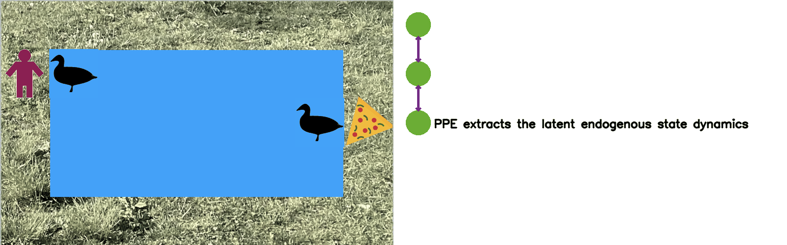 This animation shows an agent navigating in a grid-world task to reach a goal on the opposite side. Sources of exogenous noise appear between the agent and its goal. These change in position independent of the agent. The PPE learning paths of longer length explore the environment and finally reach the goal. On the right of the animation, we show the dynamics of the endogenous state that is being extracted by PPE. The dynamics are represented by green circles that denote endogenous states. Arrows between two circles shows whether it is possible for the agent to move between the corresponding endogenous states. The endogenous state in the dynamics corresponds to the position of the agent in the grid-world.