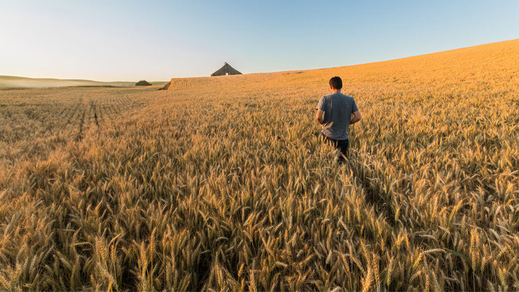 FarmVibes - man walking through a wheat field towards a distant  arn