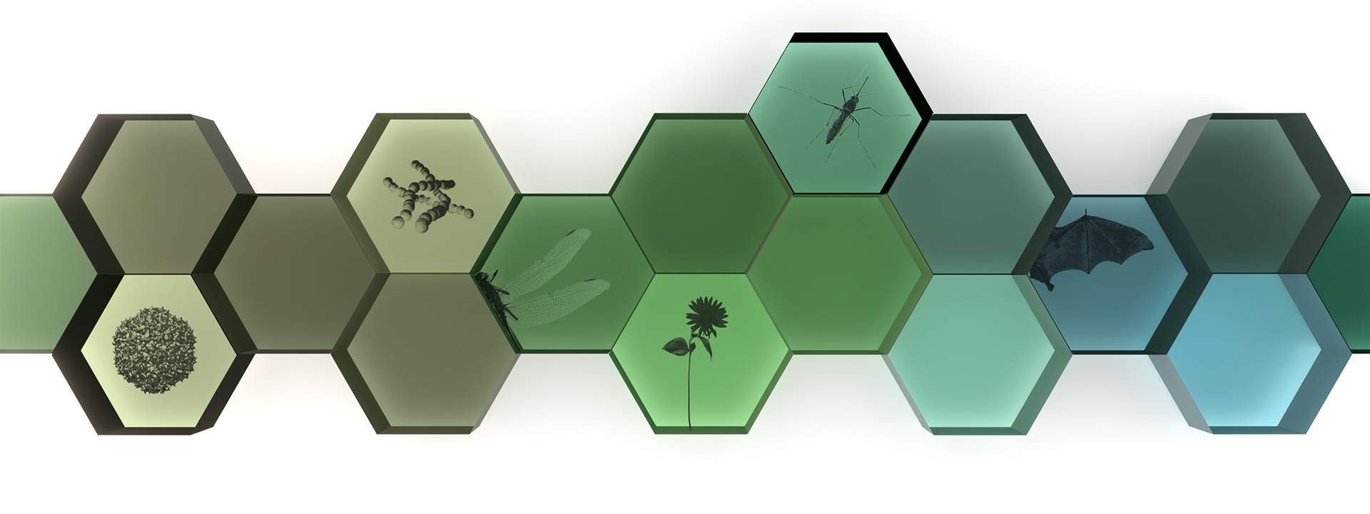 hexagons containing images of insects, microbes, bat, flower