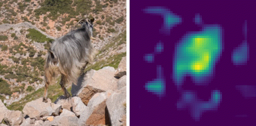 modulation map of a goat