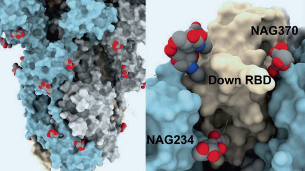 illustration of NAG234, Down RBD, and NAG370