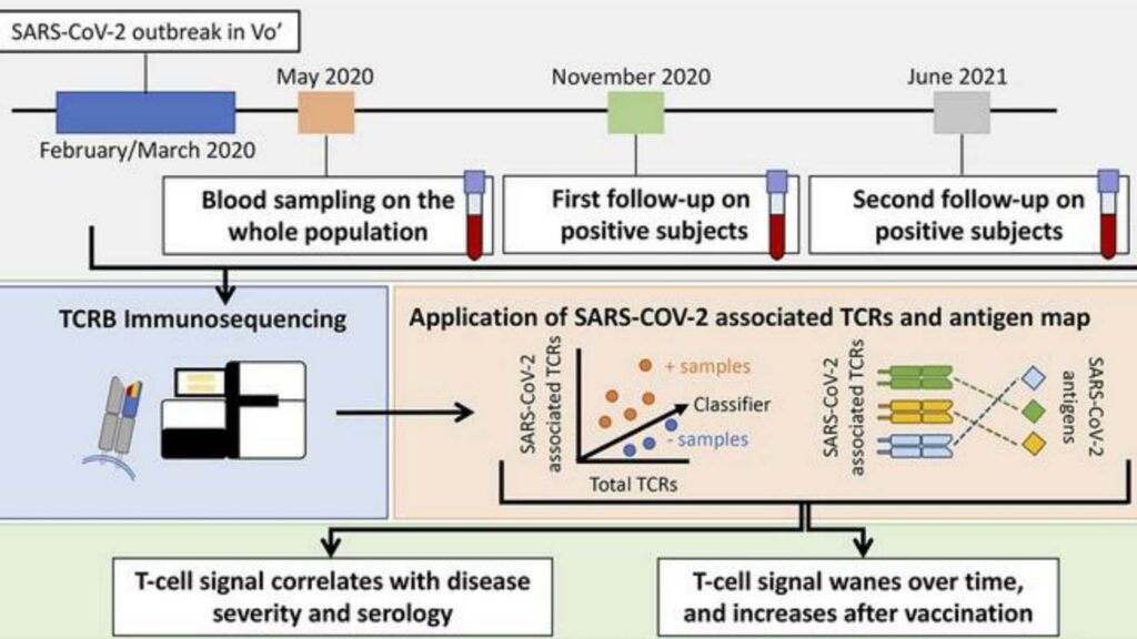 Flowchart of SARS-CoV-2 oubreak in Vo'