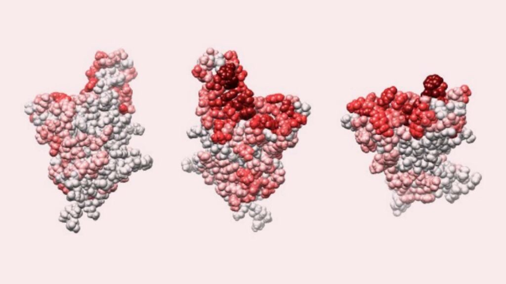 images of SARS-CoV-2 with color-indicators of targeting the spike protein