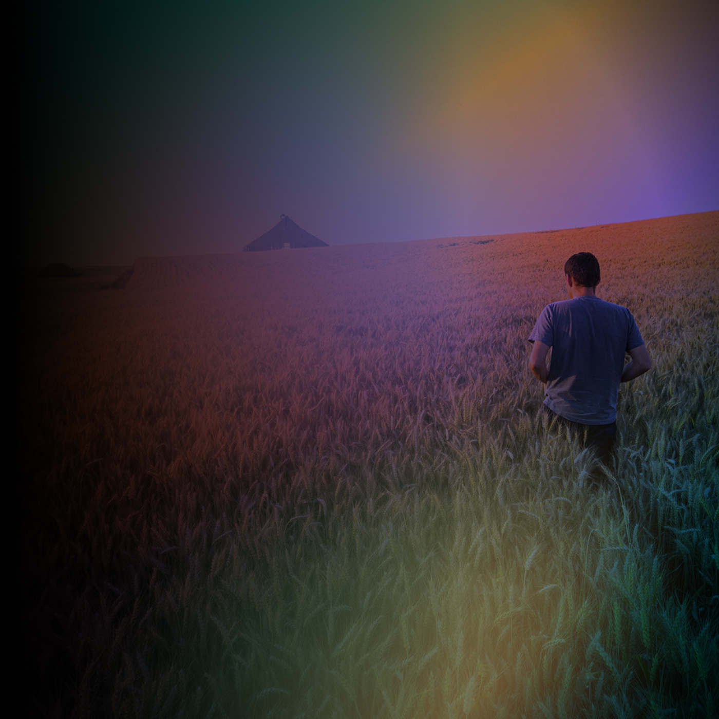 Researcher in wheat field working with drone.