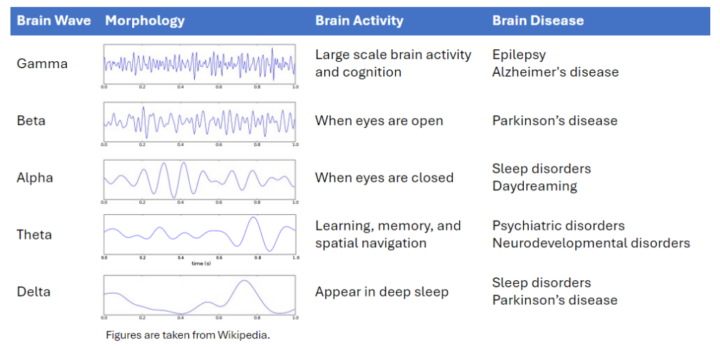 图1：大脑信号波动与相关的大脑活动示例