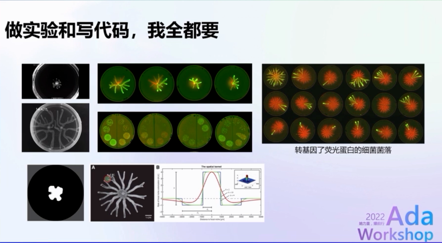 邓攀在实验室轮转时进行的科研探索项目