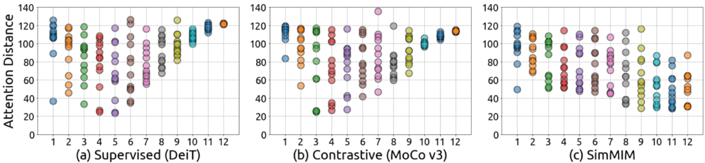 图6：不同模型中的注意力距离（attention distance）。有监督预训练与对比学习预训练算法在网络的深层只关注长程信息，而 MIM 方法同时关注长程信息与局部信息。