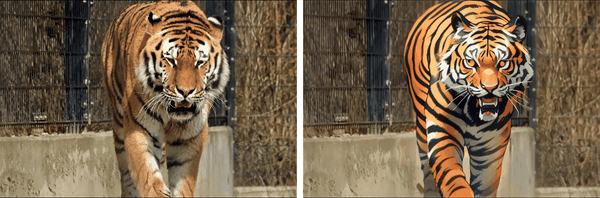 MicroCinema animation: two versions of a tiger stalking