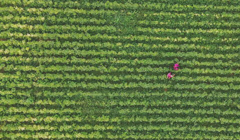 a field of green plants with two people walking in between the rows