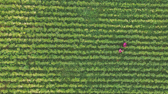a field of green plants with two people walking in between the rows