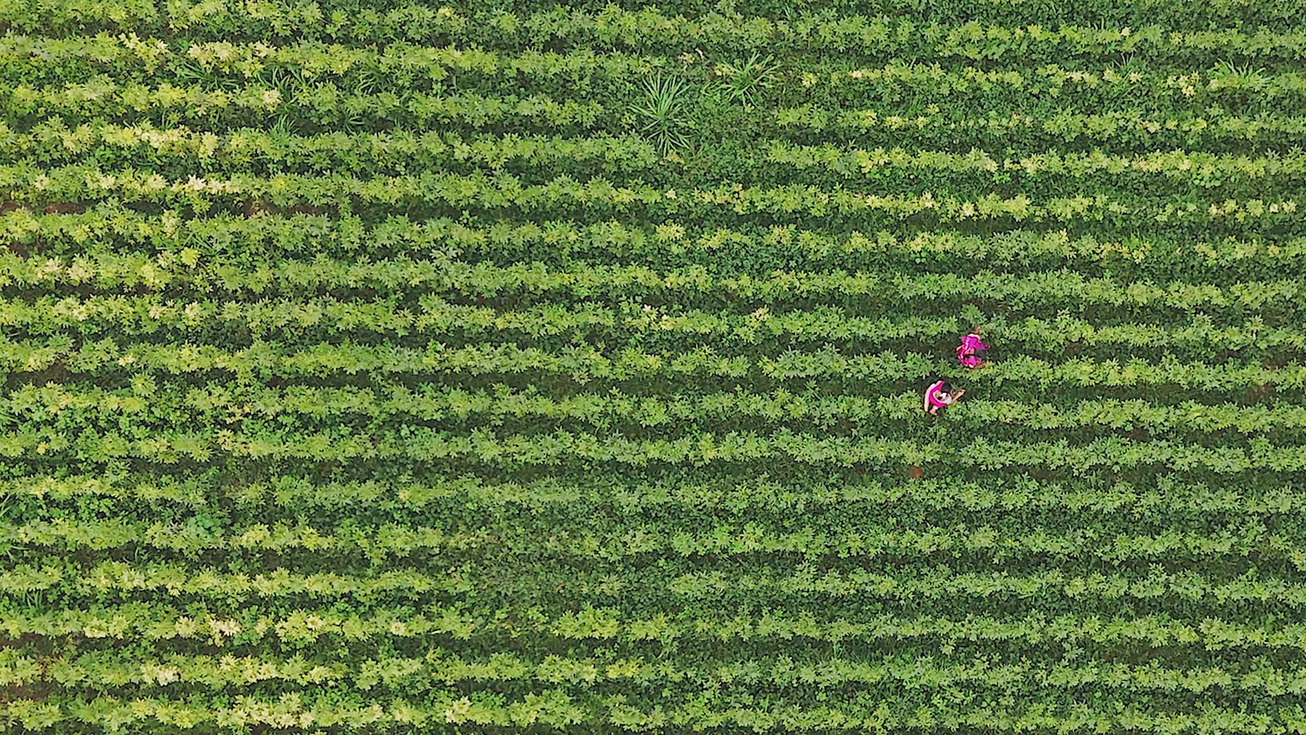 a field of green plants with two people walking in between the rows