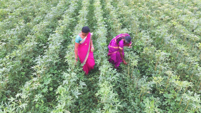 a field of green plants with two people walking in between the rows