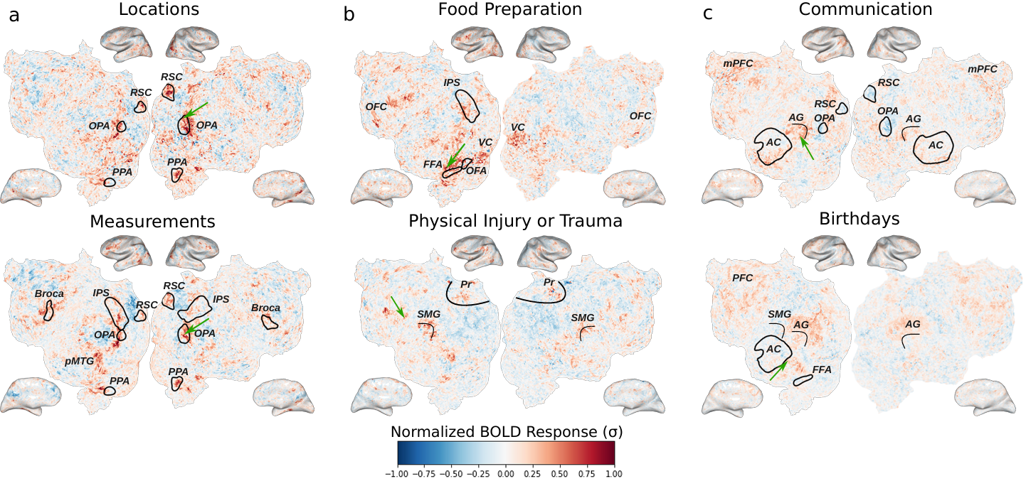Figure 2: Six visualizations of brain surfaces show the normalized bold response for different categories including Locations and Food Preparation.