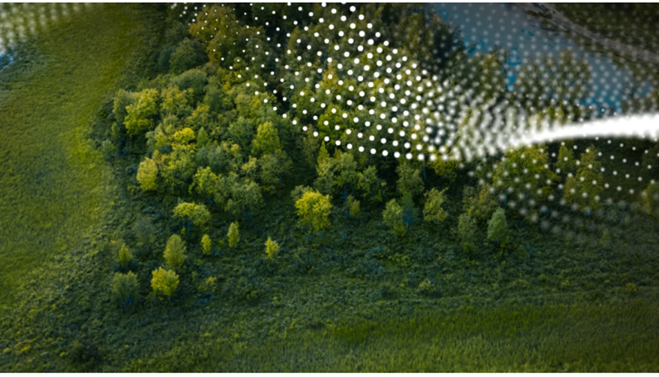 草木が生い茂る丘